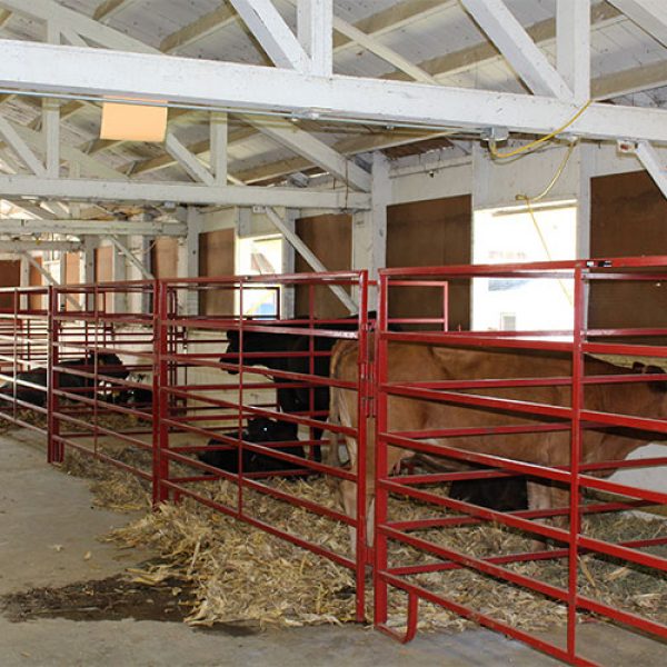 cattle in pens