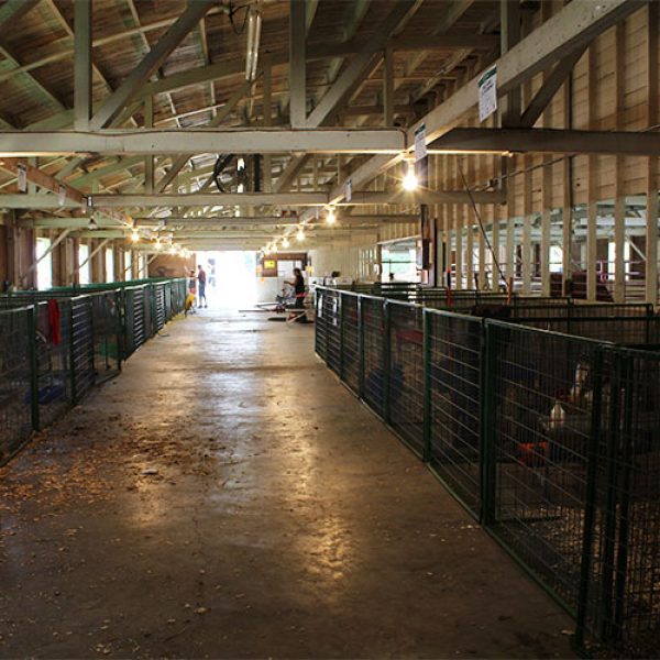 inside of cattle barn