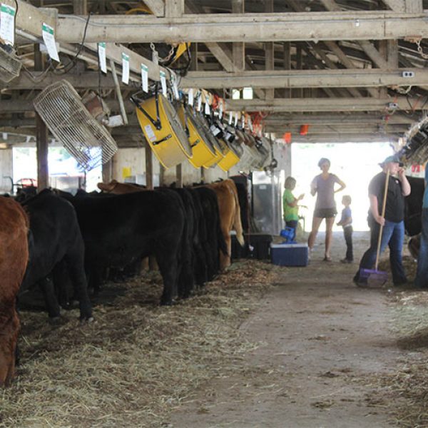 cattle and people in barn